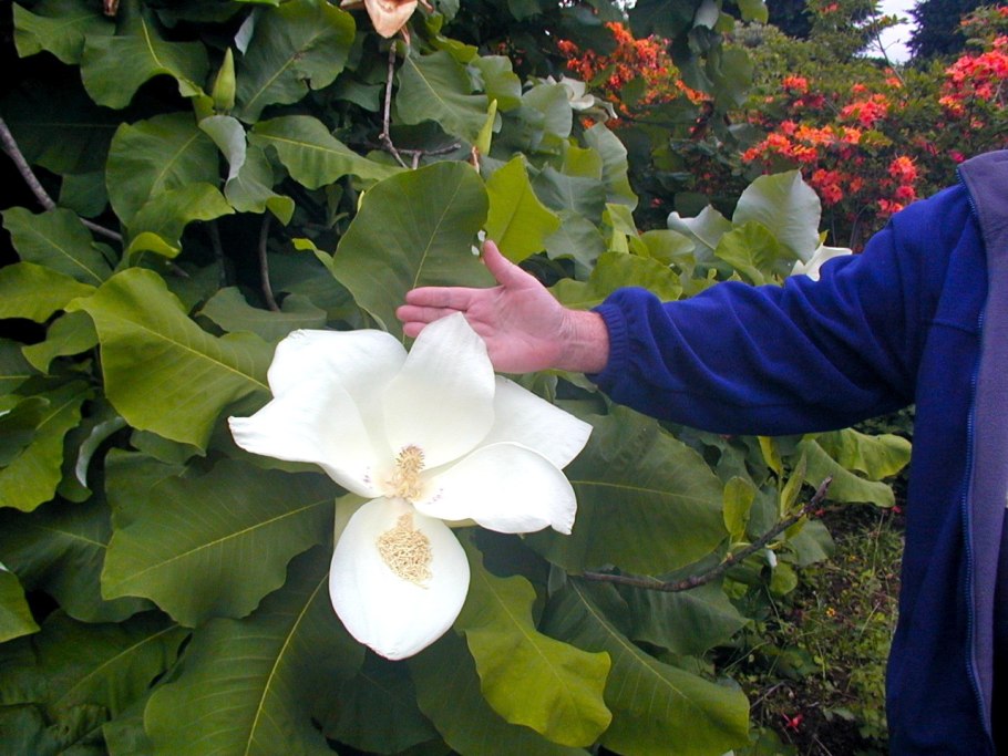 Магнолия крупноцветковая