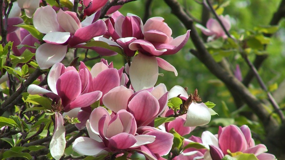 Магнолия трехлистная