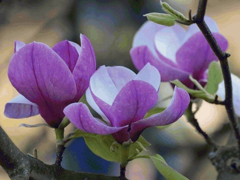 Магнолия ASHEI