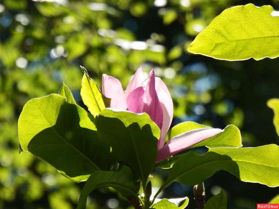 Цветок пурпурной магнолии