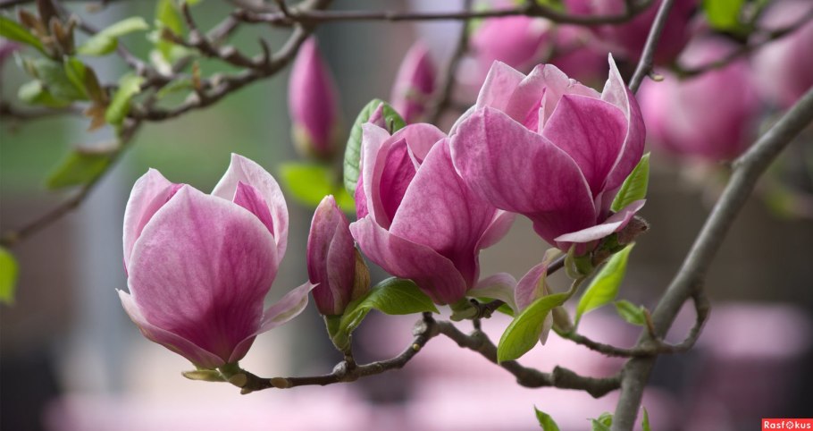Магнолия крупнолистная в Израиле