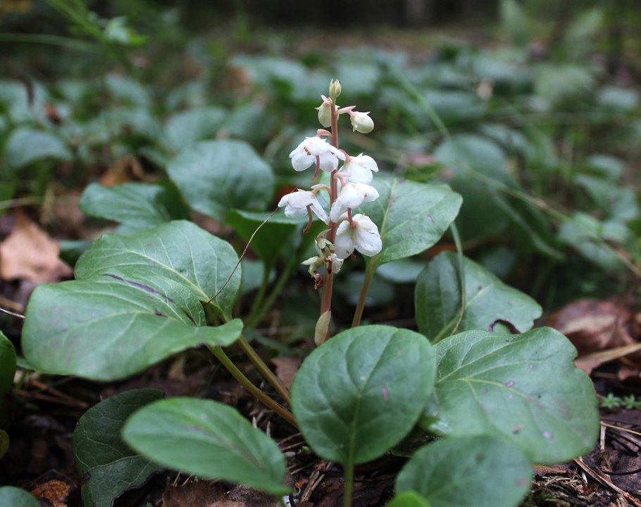 Грушанка круглолистная Pyrola rotundifolia