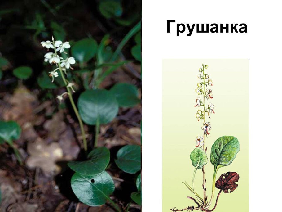 Грушанка круглолистная