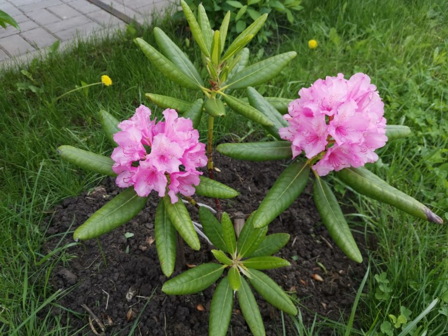 Рододендрон Хеллики