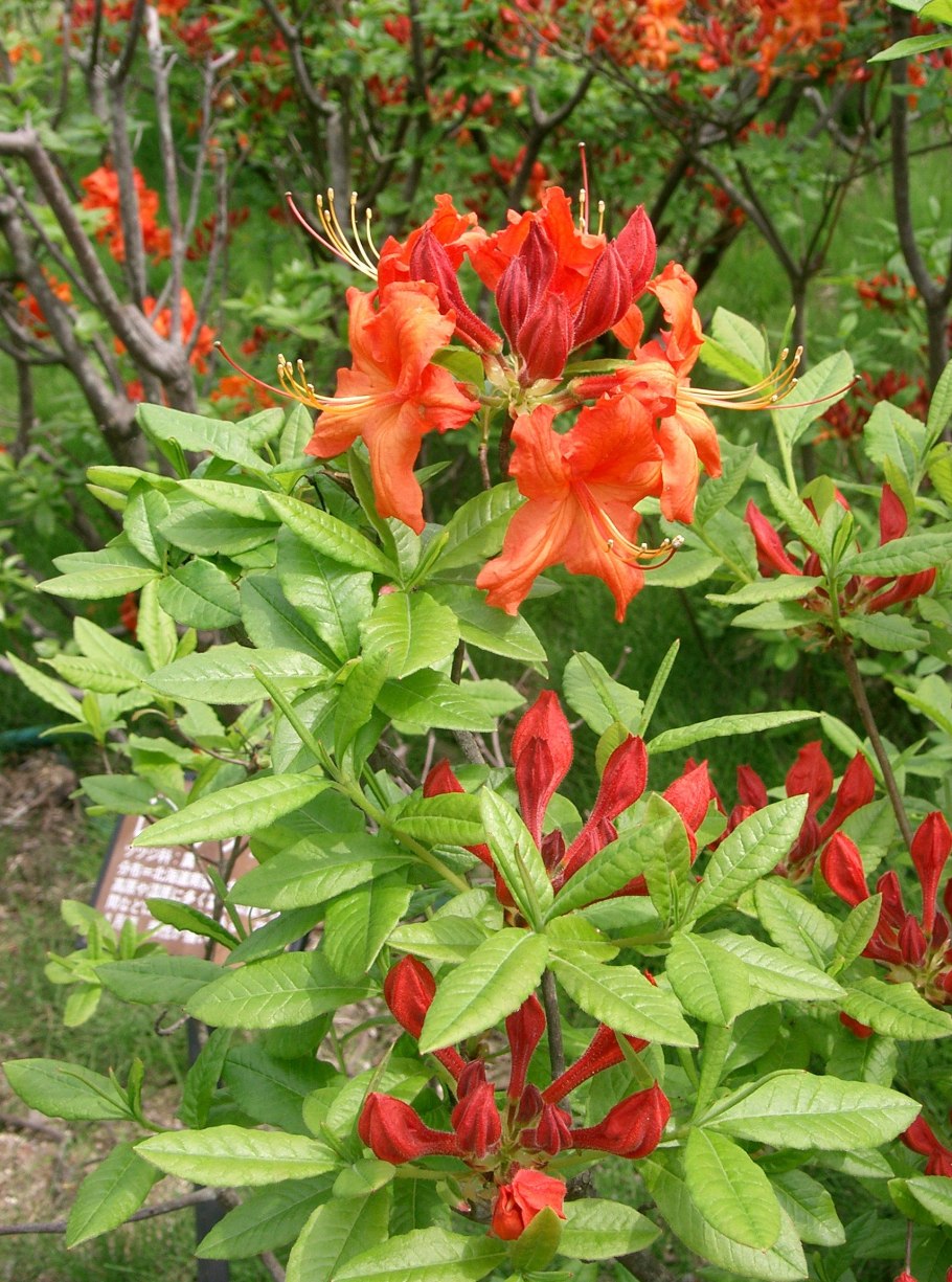 Рододендрон 'praecox'