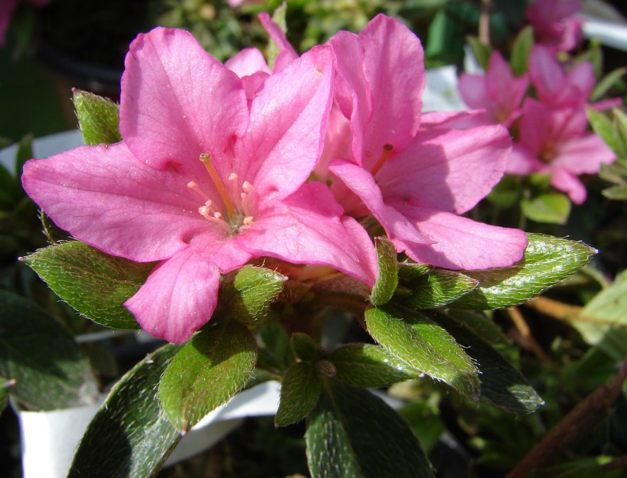 Рододендрон листопадный japonicum