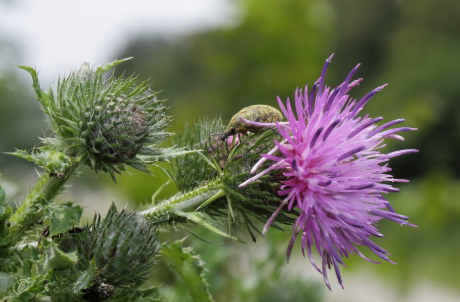 Чертополох кучерявый