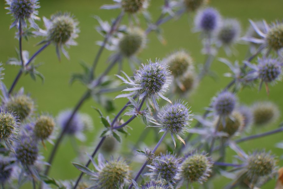 Чертополох курчавый Cárduus críspus