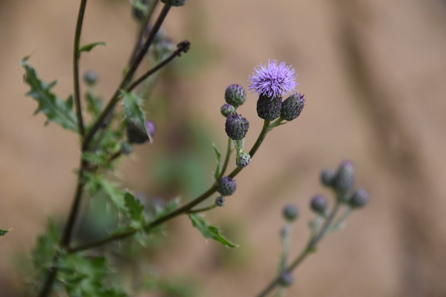 Чертополох кучерявый