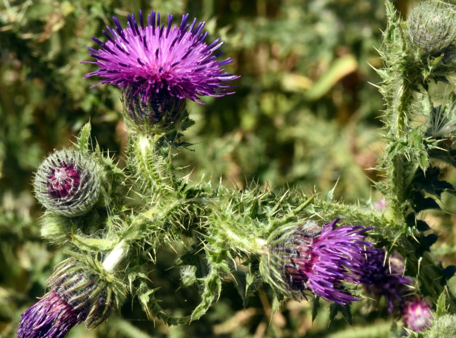 Чкртополох курчавый carduuscripsus)