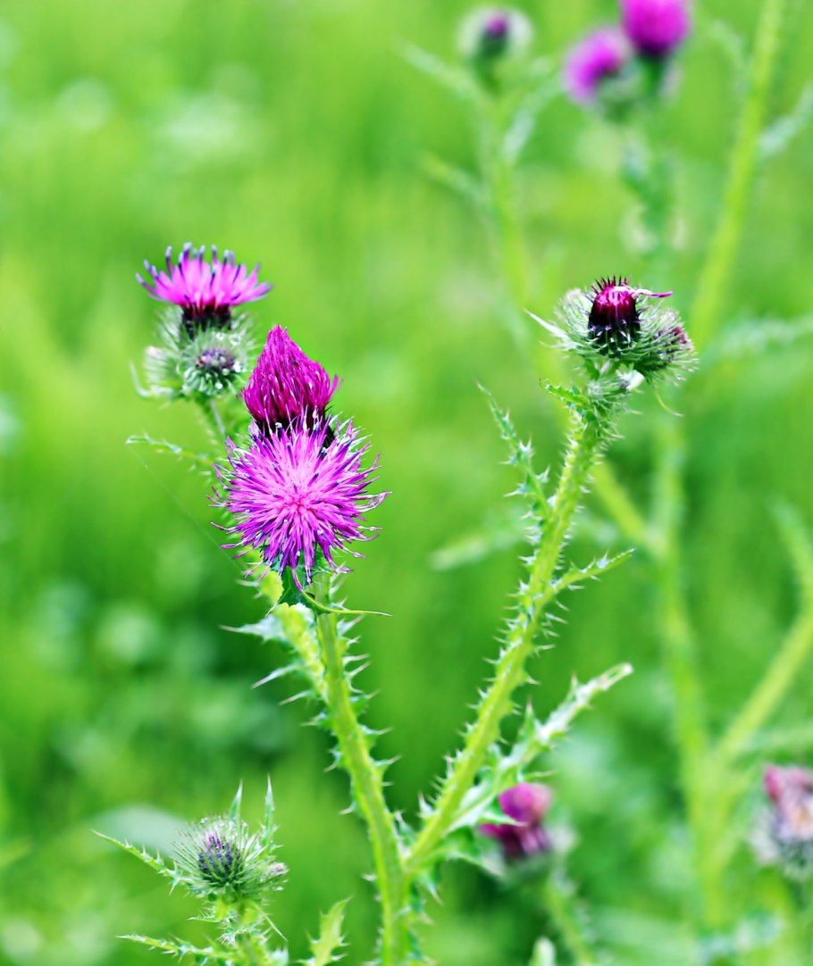 Чертополох холмовой