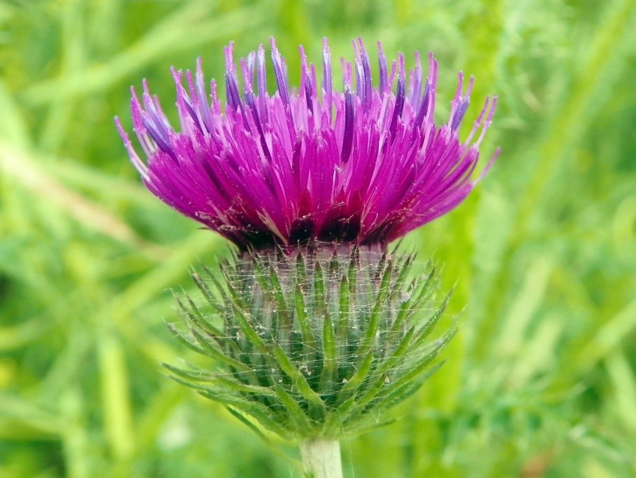 Колючие растения фото