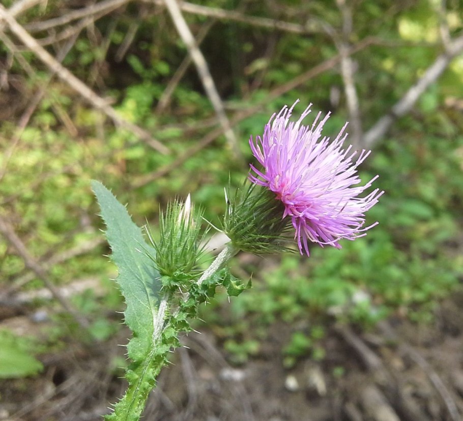 Чертополох обыкновенный