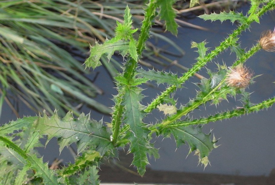 Чертополох курчавый Carduus crispus l.