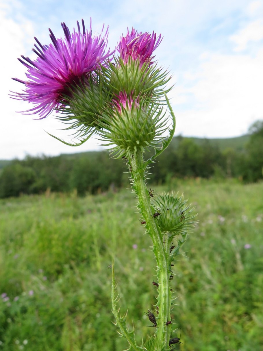 Чертополох курчавый Carduus crispus l.