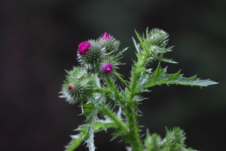 Чертополох курчавый (Carduus crispus)