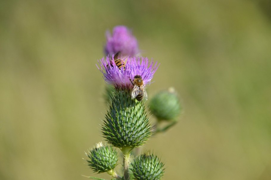 Чертополох обыкновенный