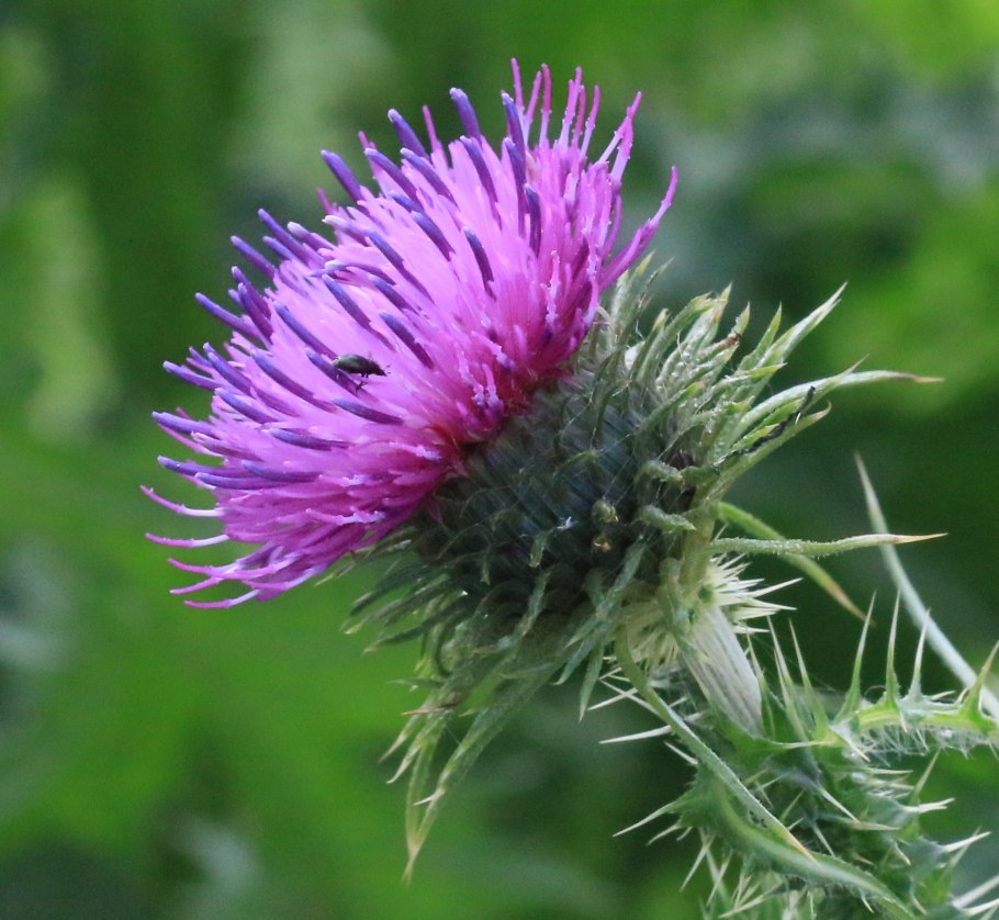 Чертополох курчавый (Carduus crispus)