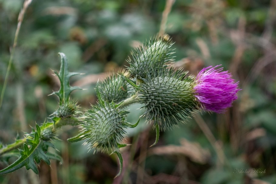 Пушистый чертополох