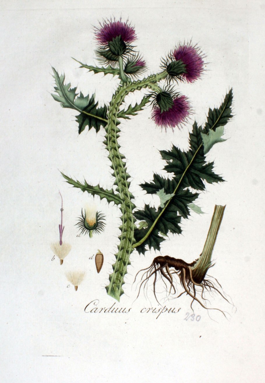 Qushqo'nmas o'simligi