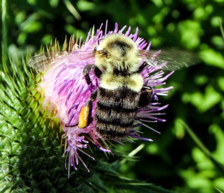 Марьин чертополох