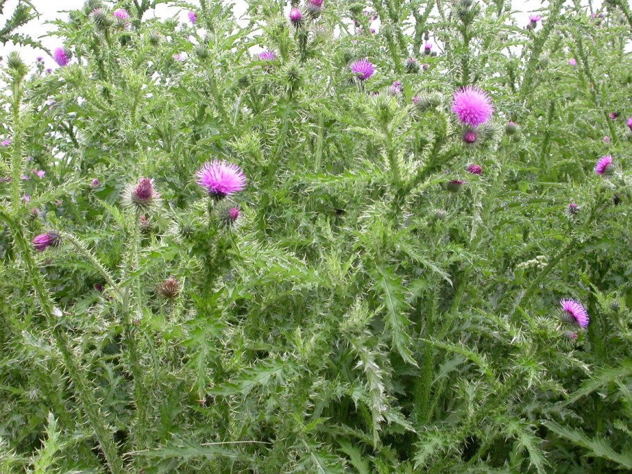 Бодяк красноголовый