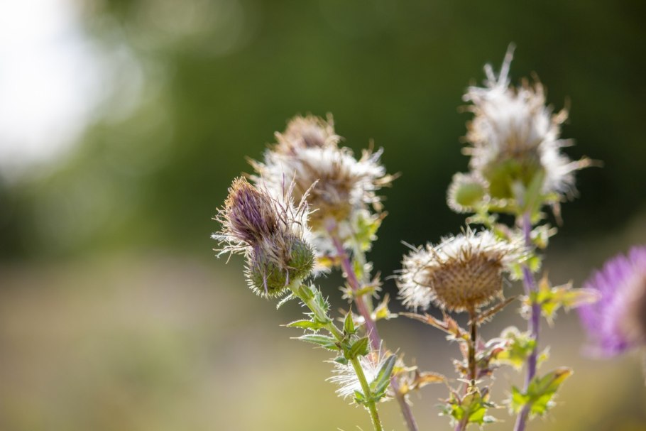 Бодяк обыкновенный чертополоховые