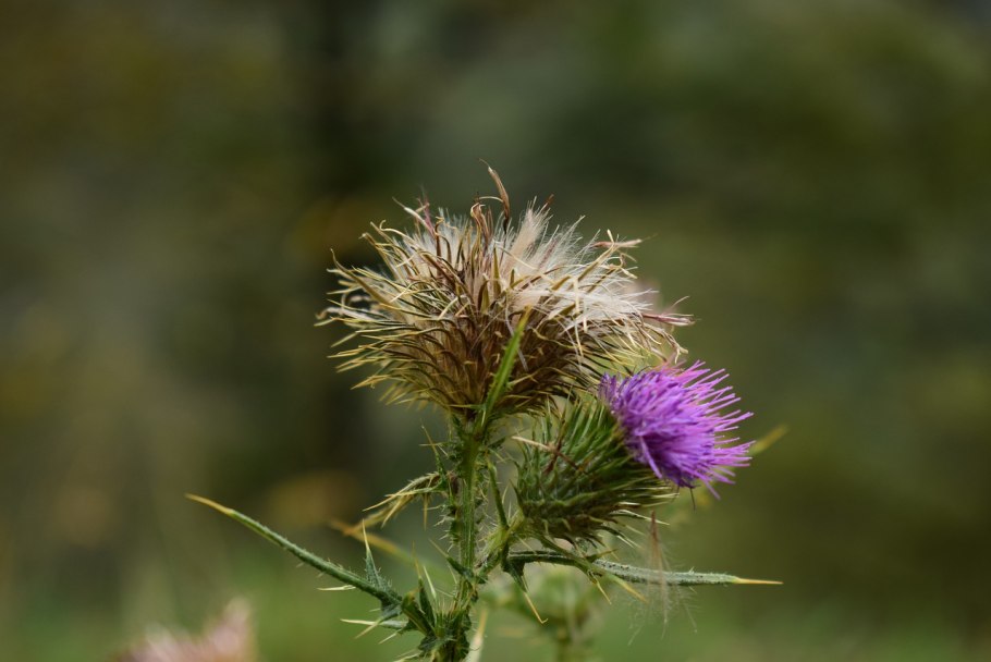 Чертополох (цвет)