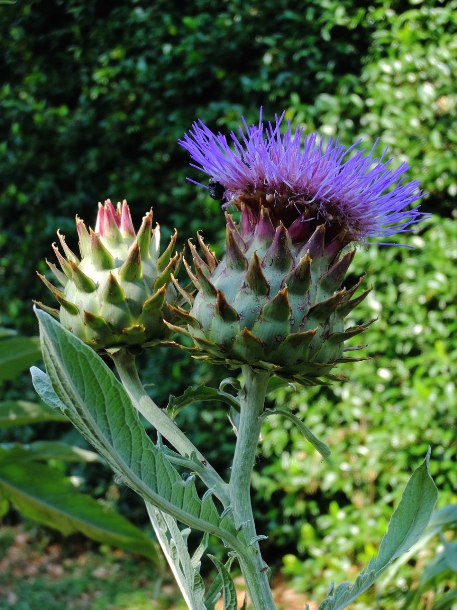 Чертополох курчавый (Carduus crispus)