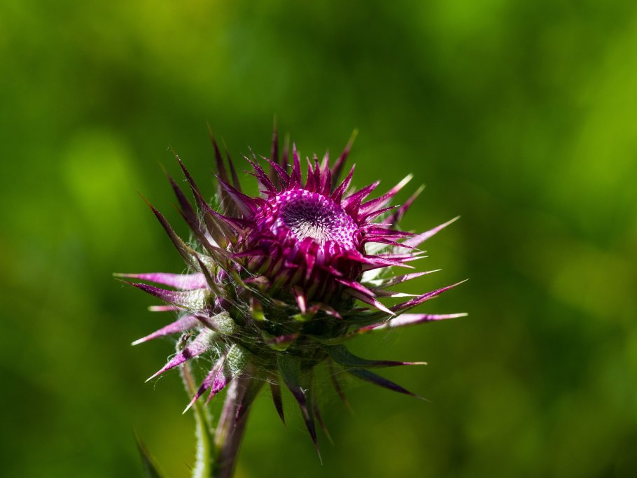 Чертополох тёрмера