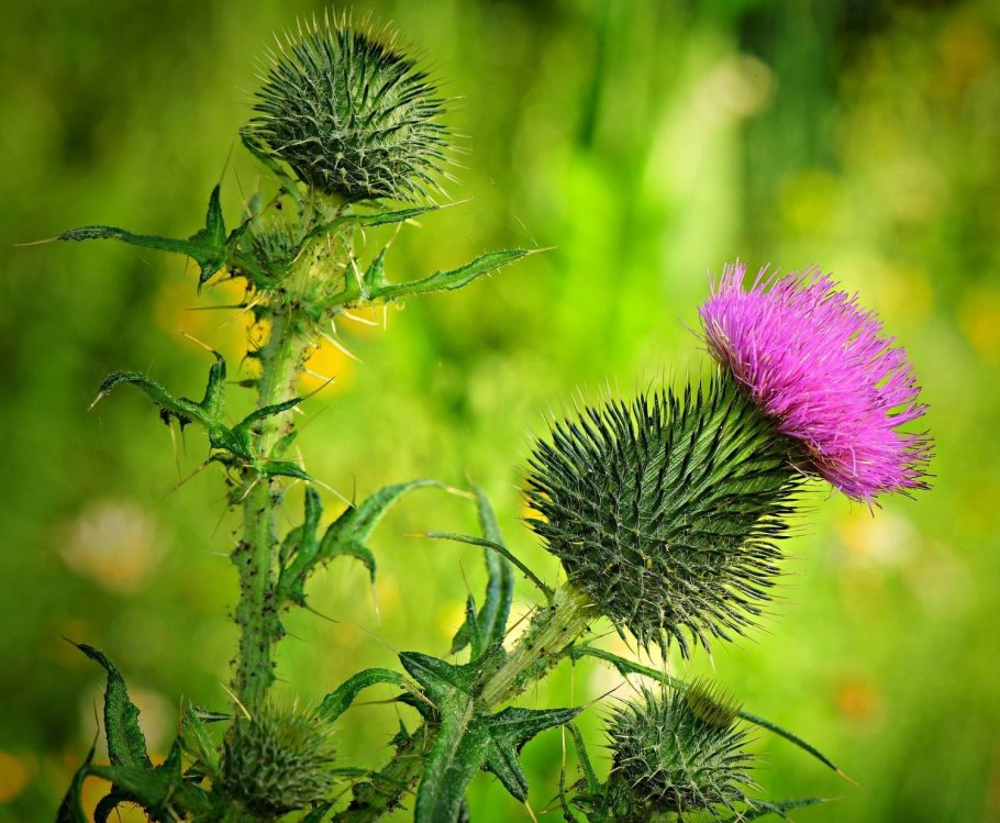 Чертополох крючочковый