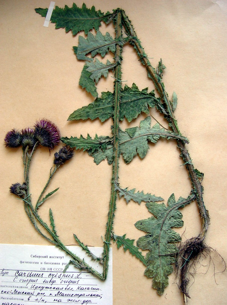 Бодяк чертополох