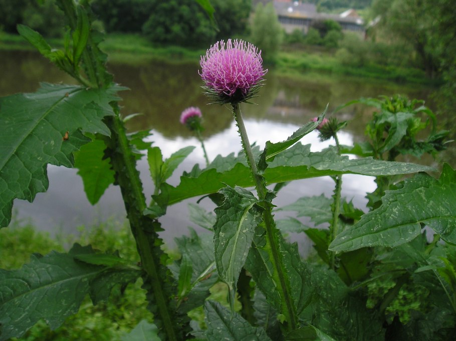 Чертополох кучерявый