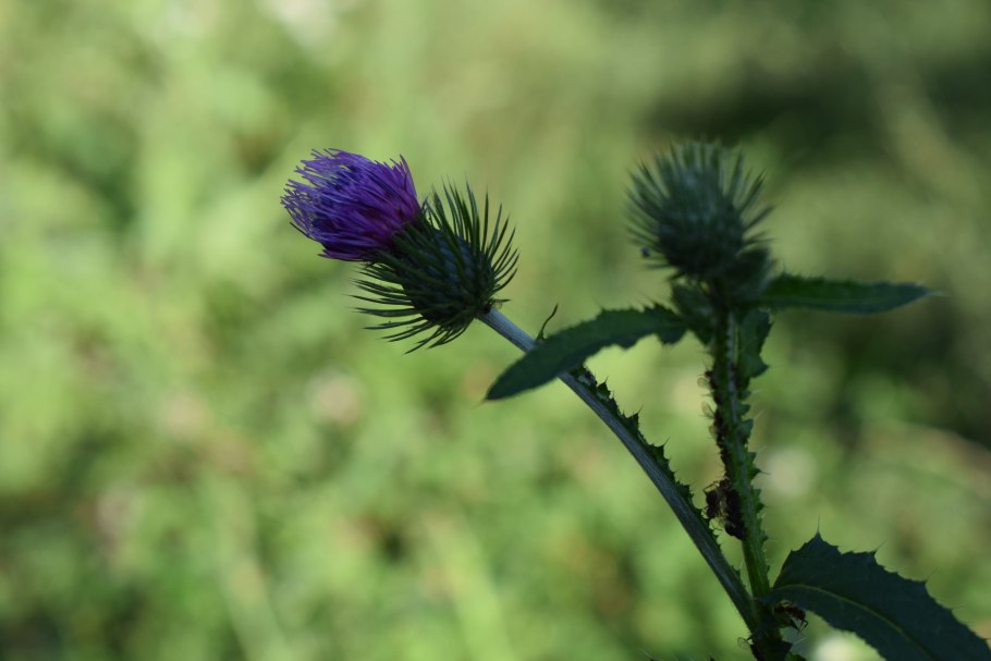 Бодяк обыкновенный