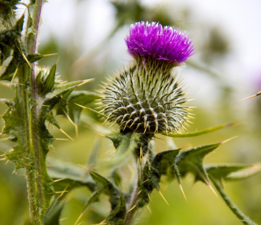 Бутон чертополоха