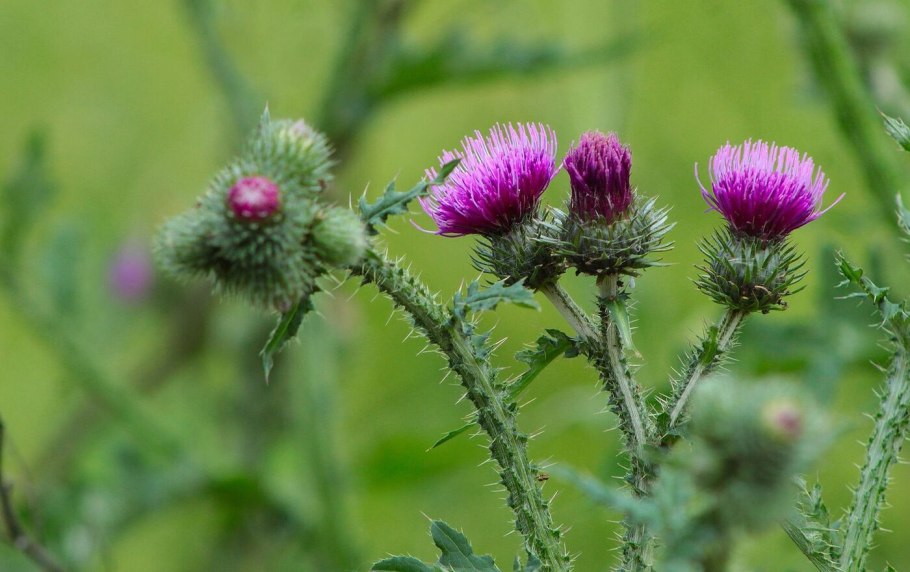 Расторопша бодяк чертополох