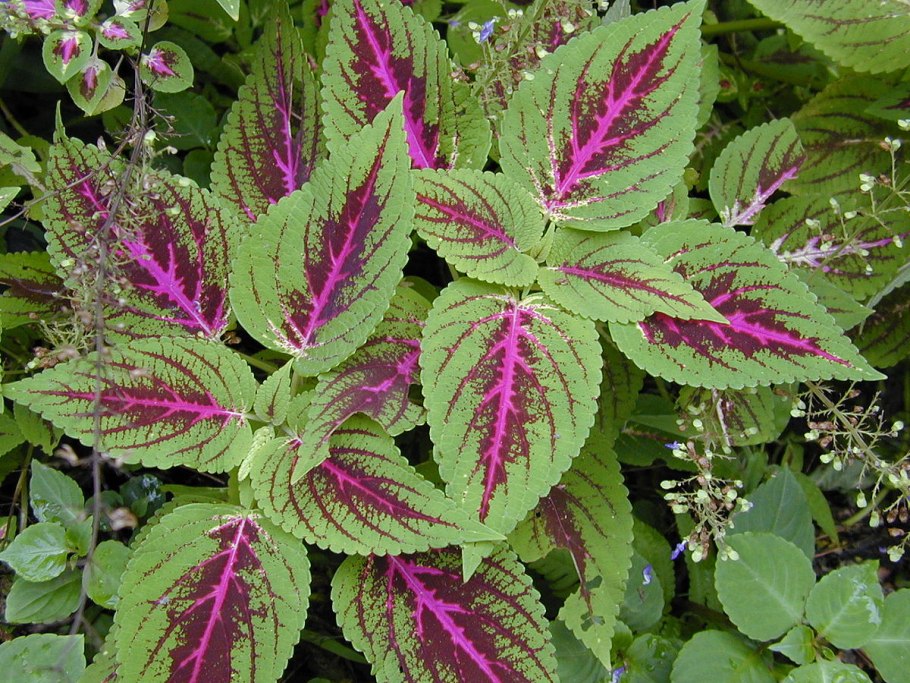 Колеус Блюме (Plectranthus scutellarioides)