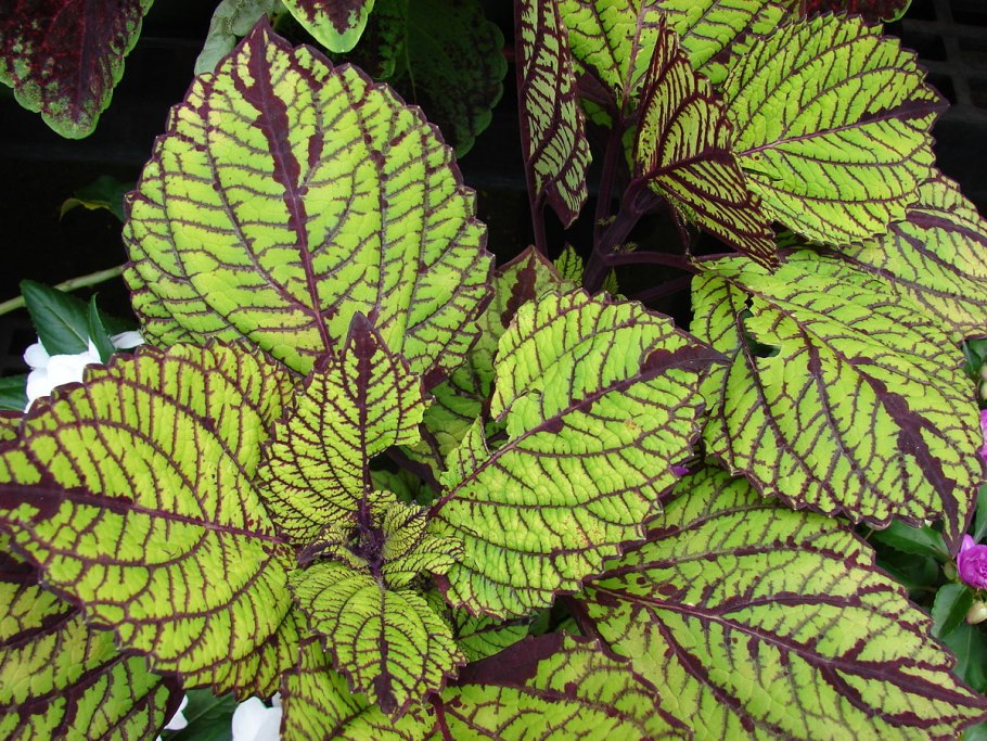 Plectranthus fruticosus