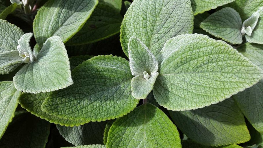 Plectranthus tenuicaulis
