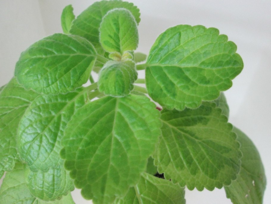 Plectranthus neochilus