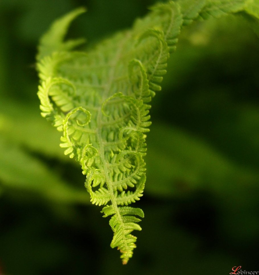 Щитовник Байкальский заповедник