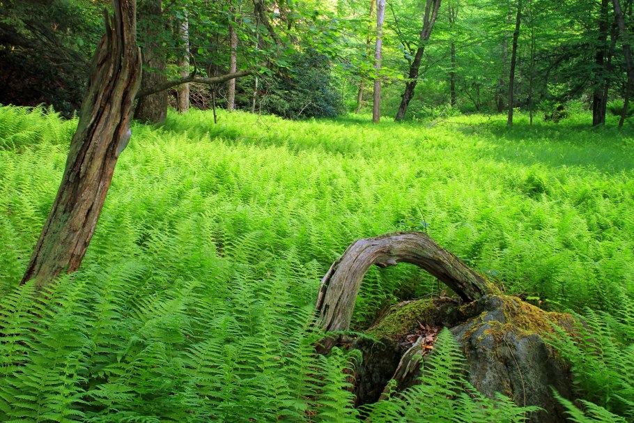 Папоротниковидные Щитовник