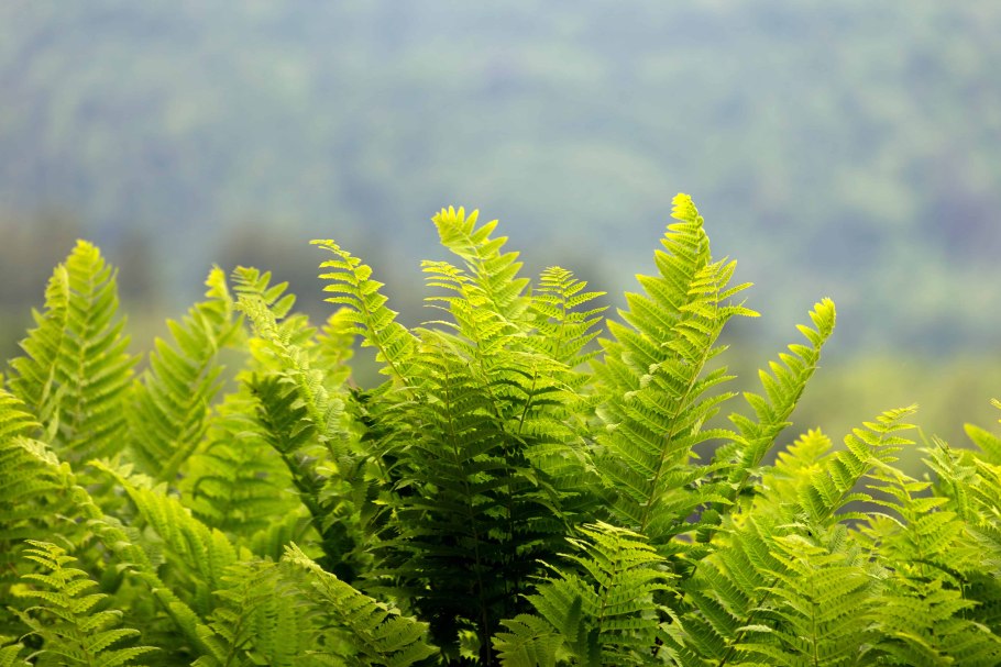 Папоротник Щитовник Лесной