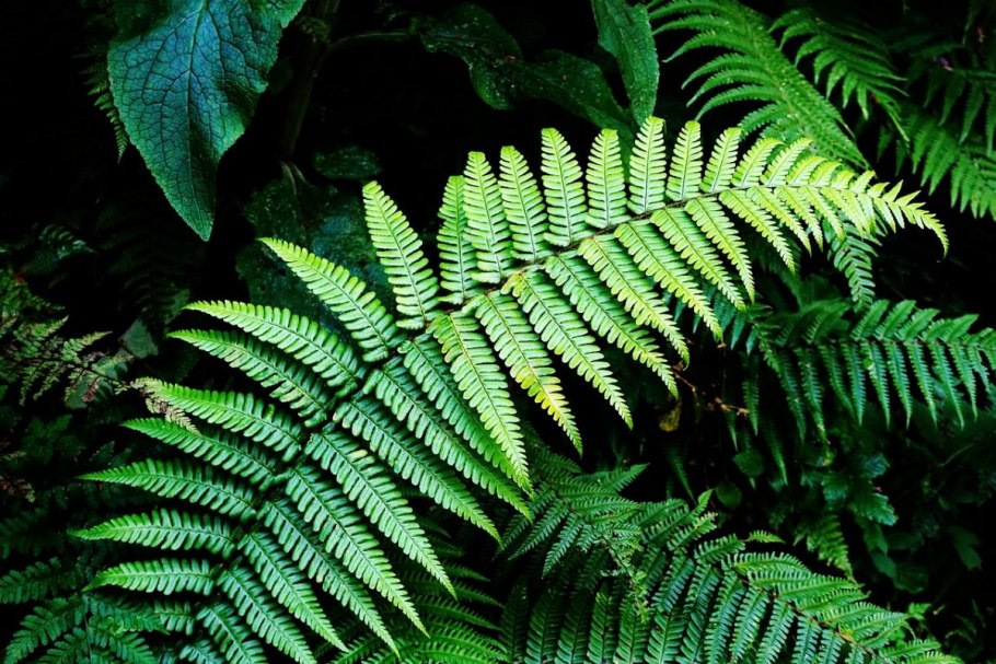 Папоротник Удмуртии