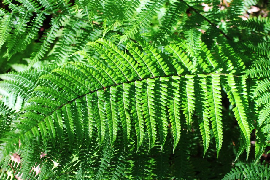 Папоротник Fern
