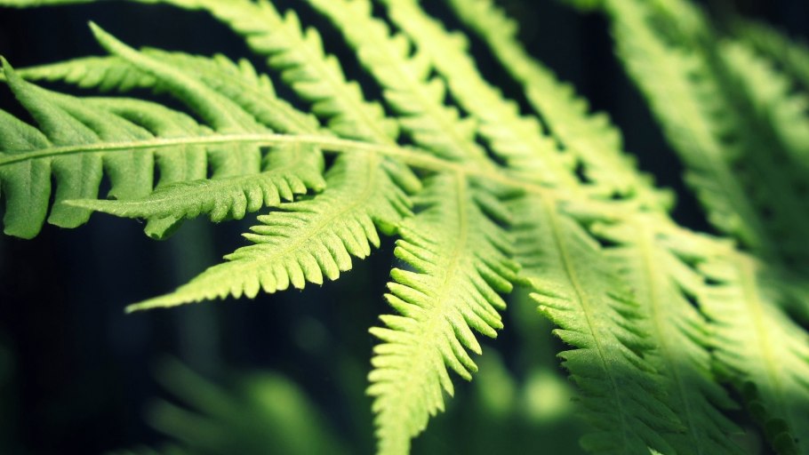 Папоротник Щитовник красный