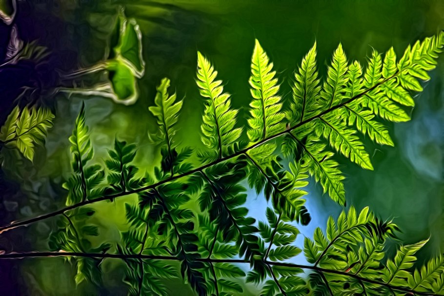 Папоротник Щитовник кустарник