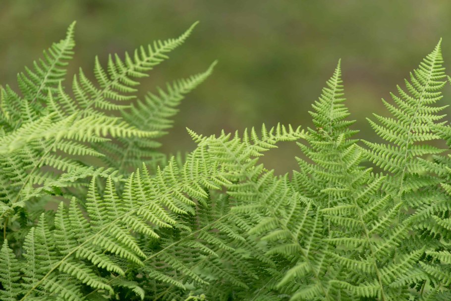 Щитовник Лесной