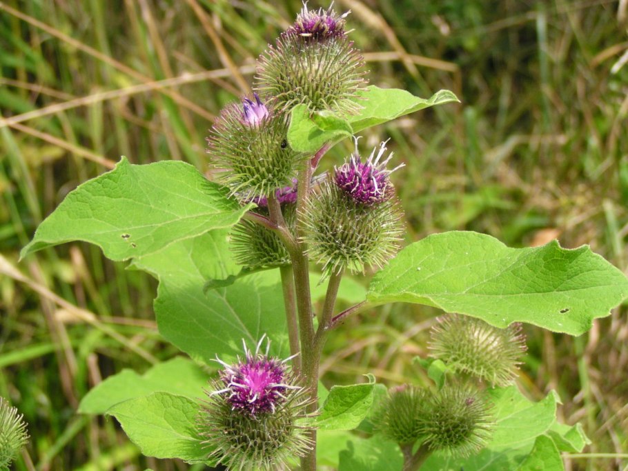 Репейник (Burdock)