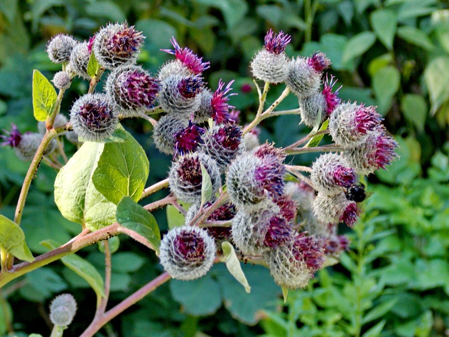 Лопух большой Arctium Lappa